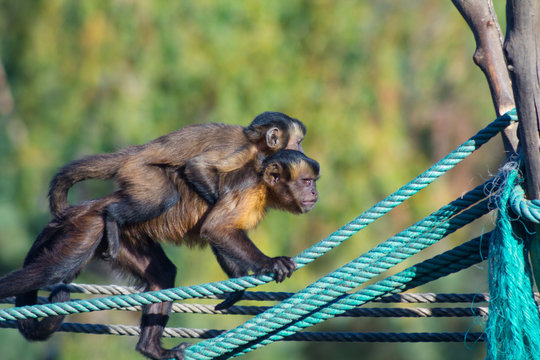 Capuchin monkey walking on a rope with a little to the back (Ceb