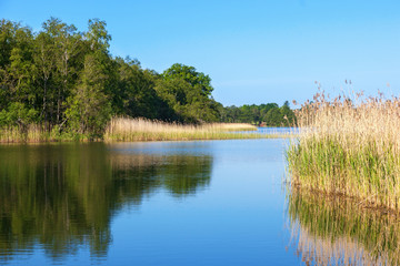 Fototapeta na wymiar River landscape with reeds