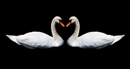 Nahtlose Fototapete Airtex Schwan Love of swans