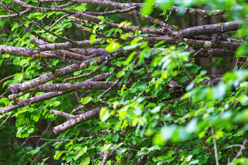 Blackcap bird sitting in a bush