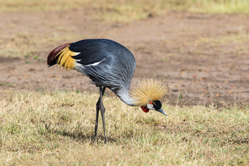 Grey Crowned Crane