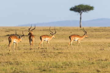 Impala antelope walking