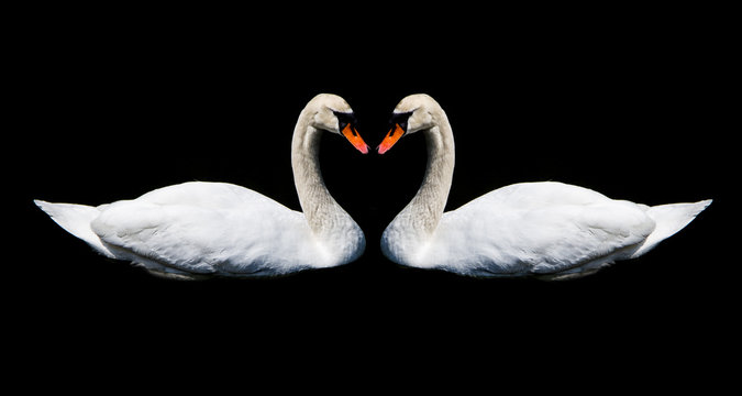 Love of swans