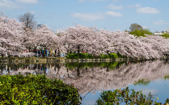 Reflection of sakura