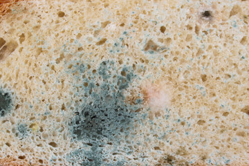 The old white mold on the bread. Spoiled food. Mold on food.