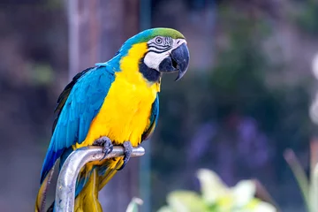 Poster Blauwe en gouden of gele Ara papegaai © xmagics