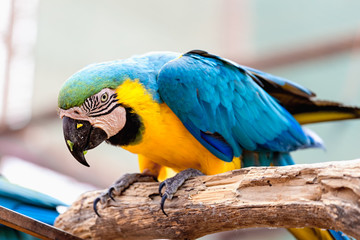Blue and Gold or yellow Macaw parrot