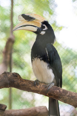 Oriental pied hornbill hold on perch