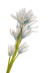 white blue delicate flower Puschkinia niatsintnoides