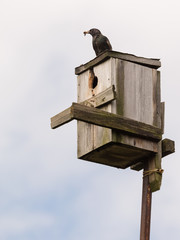 starling on to the birdhouse