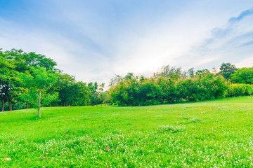 Green lawn with trees in park of bangkok city