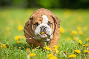 English bulldog puppy with a dandelion flower in its mouth