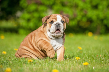 English bulldog puppy sitting on the lawn © Rita Kochmarjova