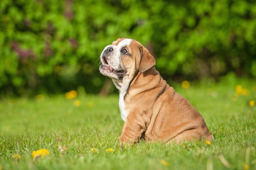 Fototapeta premium English bulldog puppy looking up