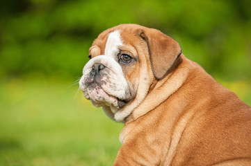 Portrait of english bulldog puppy