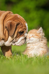 English bulldog puppy with a little kitten © Rita Kochmarjova