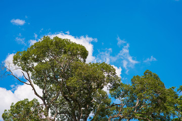 tall Trees and nice sky