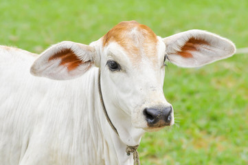 young cow