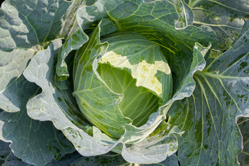 Fototapeta premium Close up fresh cabbage in the country side