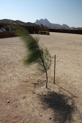 Pustynny krajobraz - samotne drzewko