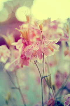 Vintage photo of garden flowers in sunset © erika8213