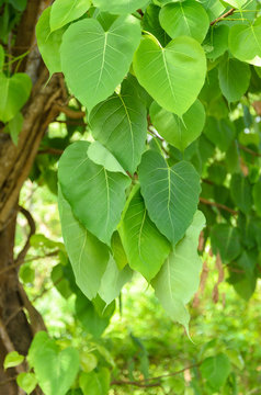 Ficus religiosa,pho leaves on tree