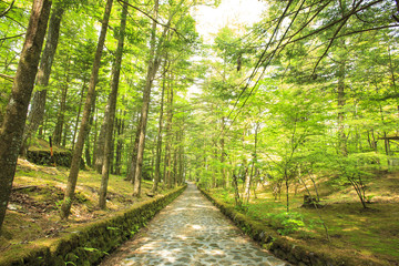 Stone paved road in forest, Happy Valley, Karuizawa, Nagano, Japan
