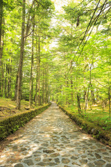 Stone paved road in forest, Happy Valley, Karuizawa, Nagano, Japan