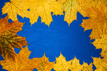 Autumn leaf