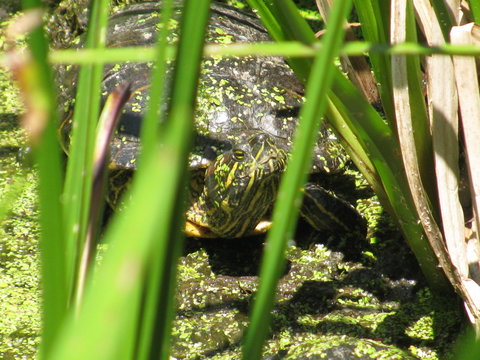 Schildkr&ouml;te