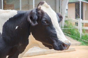Obraz na płótnie Canvas Close up of Cow Head. Head of black and white cow.