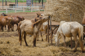 Naklejka na ściany i meble Horses at horse farm.