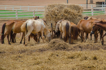 Fototapeta premium Horses at horse farm.