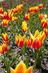 Obraz premium a lot of tulips