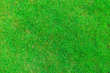 Fototapeta premium Beautiful green grass texture