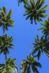 Fototapeta na wymiar Towering Coconut Trees