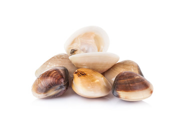 enamel venus shell on a white background