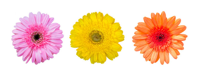 yellow, orange and pink gerbera flower , top view , on white background