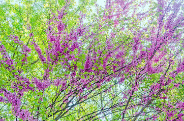 Mauve, purple Cercis siliquastrum tree flowers,  Judas tree.