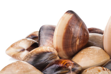 enamel venus shell on a white background