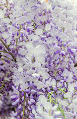 Mauve Wisteria sinensis, Glicina tree flowers