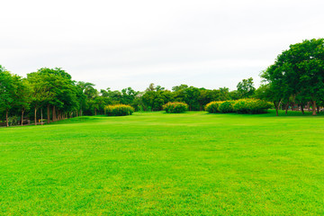 Green lawn with tree in city park, Beautiful park