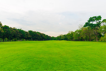 Fototapeta na wymiar Green lawn with trees in park of bangkok city