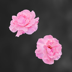 Pink roses flowers, close up, isolated