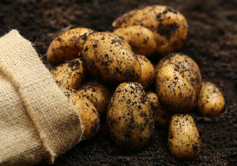 Newly harvested potatoes