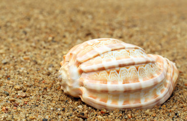 Snail shell in a sea beach