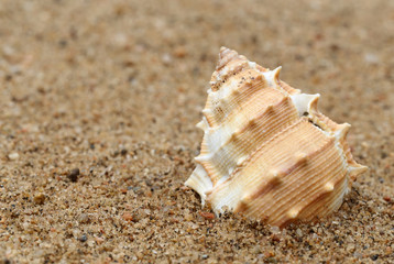 Fototapeta na wymiar Snail shell in a sea beach