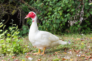 Turkey