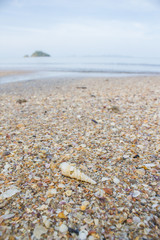 seashell on the beach