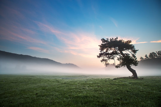 Fototapeta Fog covered trees in the valley with bright blue sky